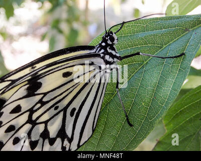 Seltene Schwarzweiß, Mangrove Tree Nymphen (reispapier Schmetterlinge) mit Gelb getönte Flügel base Festhalten an Blatt. Grüne bokeh Hintergrund. Stockfoto