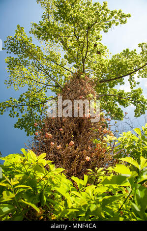 Cannon Ball Baum (Couroupita guianensis) in Blüte. Cluster von zarten rosa Blumen wachsen aus dem Kofferraum und kontrastieren mit Hintergrundbeleuchtung, grüne Blätter Stockfoto