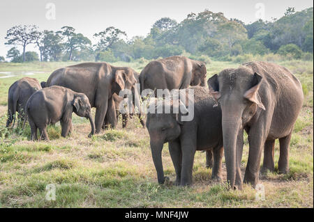 Herde von indischen Elefanten (Elephas maximus) weiden auf Grünland in Minerriya Nationalpark, Sri Lanka. Friedliche Sonnenuntergang Szene in eine grüne Landschaft Stockfoto
