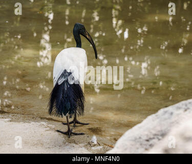 Australian White Ibis in der Nähe des Teiches im Zoo. Stockfoto