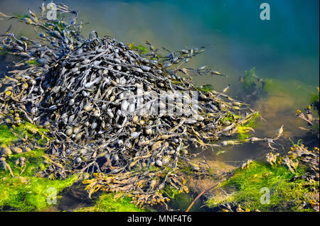 Bunte Küstenlinie Szene, Ei Rack oder verknotet Rack Algen (Ascophylum nodosum) gegen Aquamarin Hintergrund. schließen Stockfoto