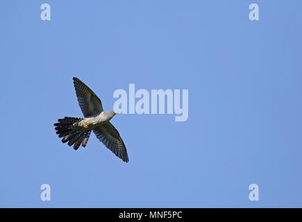 Gemeiner Kuckuck (Cuculus canorus) fliegt mit ausgebreiteten Schwanz Stockfoto