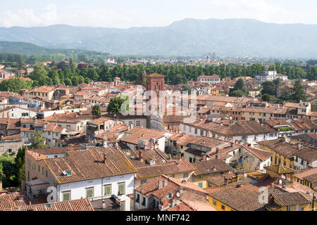 Ansicht von der Oberseite der Torre Guinigi, Lucca, Toskana, Italien, Europa Stockfoto