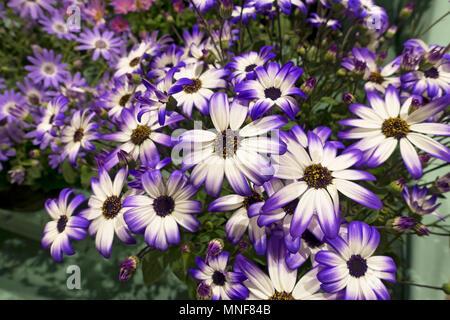 Nahaufnahme von violetten und weißen Senetti-Blüten Gänseblümchen Gänseblümchen Cineraria England Vereinigtes Königreich GB Großbritannien Stockfoto