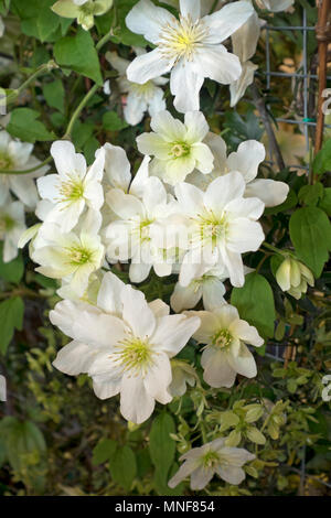 Nahaufnahme von weißen Clematis-Blüten blühende Pflanze (Avalanche), die in einem Topf wächst England Vereinigtes Königreich GB Großbritannien Stockfoto