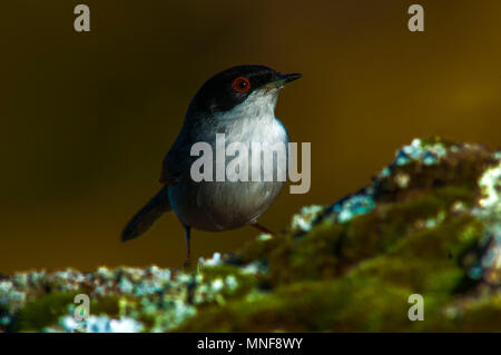 Sylvia melanocephala, männlich, stehen. Stockfoto