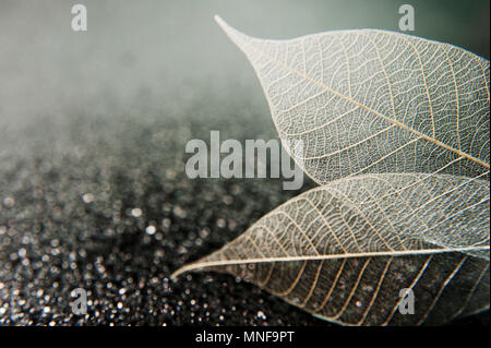 Skelett Blätter auf einem schwarzen abstrakte nass Hintergrund. Künstlerische Makro Foto mit Platz für Text. Stockfoto