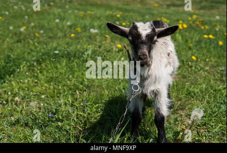 Schwarze und weiße Baby Ziege auf einer Kette gegen Gräser und Blumen auf einem Hintergrund. Weiß lächerlich Kid ist gestreift auf einem Bauernhof, auf grünem Gras. Tier. Die Landwirtschaft. Weide. Stockfoto