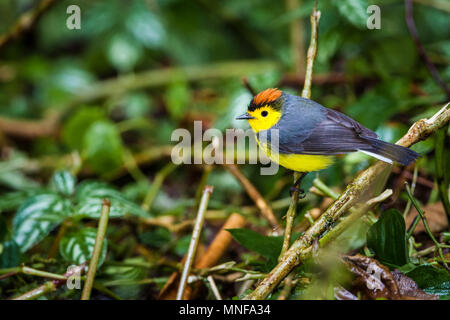 Collared Redstart, Myioborus Torquatus, an der Cloud Forest Floor in La Amistad Nationalpark, Provinz Chiriqui, Republik Panama. Stockfoto