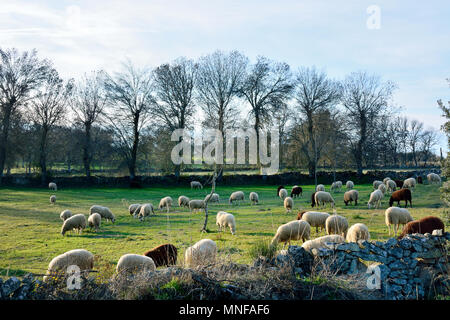 Eine Herde Schafe grasen auf den Weiden von Miranda do Douro. Tras-os-Montes, Portugal Stockfoto