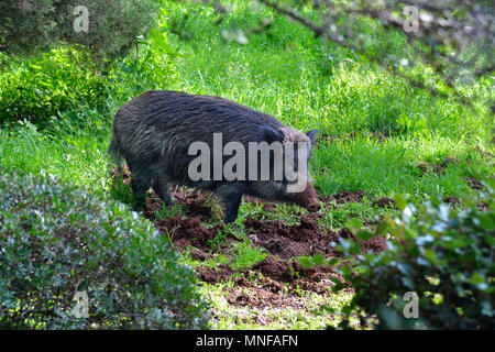 Wildschwein (Sus scrofa) an der Naturparks Arrabida. Portugal Stockfoto