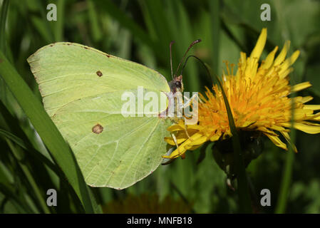 Eine atemberaubende Zitronenfalter (Gonepteryx rhamni) nectaring auf gelbem Löwenzahn Blume. Stockfoto
