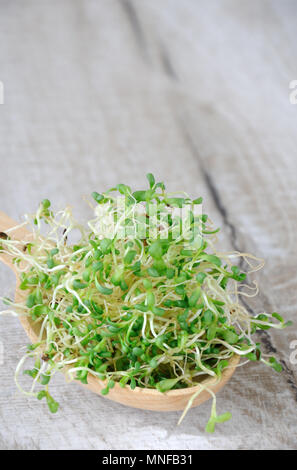 Schnell wachsende Micro grün für Salate das ganze Jahr über. Eine Handvoll sprossen Alfalfasprossen in einem Löffel aus Holz. Close-up. Stockfoto