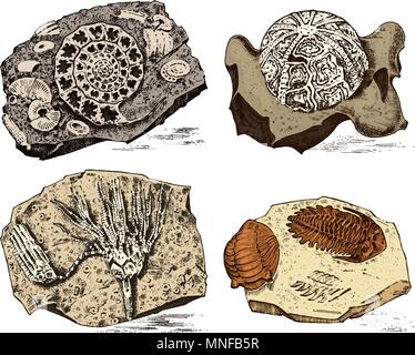 Fragment Fossilien, das Skelett der prähistorischen tote Tiere in Stein. Ammoniten, Trilobiten, Seeigel und Crinoid. Archäologie und Paläontologie. graviert Hand gezeichnet Alte vintage Skizze. Vector Illustration Stock Vektor