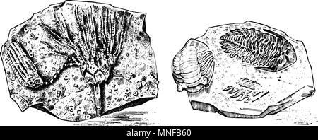 Fragment Fossilien, das Skelett der prähistorischen tote Tiere in Stein. Ammoniten, Trilobiten, Seeigel und Crinoid. Archäologie und Paläontologie. graviert Hand gezeichnet Alte vintage Skizze. Vector Illustration Stock Vektor