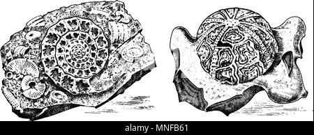 Fragment Fossilien, das Skelett der prähistorischen tote Tiere in Stein. Ammoniten, Trilobiten, Seeigel und Crinoid. Archäologie und Paläontologie. graviert Hand gezeichnet Alte vintage Skizze. Vector Illustration Stock Vektor