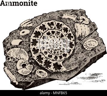 Erhaltene Ammoniten Muster. Fragment Fossilien, das Skelett der prähistorischen tote Tiere in Stein. Archäologie und Paläontologie. graviert Hand gezeichnet Alte vintage Skizze. Vector Illustration. Stock Vektor