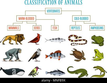 Klassifizierung der Tiere. Reptilien Amphibien Säugetiere Vögel. Krokodil Fisch Löwe Wal Schlange Frosch. Bildung Diagramm der Biologie. Graviert Hand gezeichnet Alte vintage Skizze. Diagramm der wilden Kreaturen. Stock Vektor