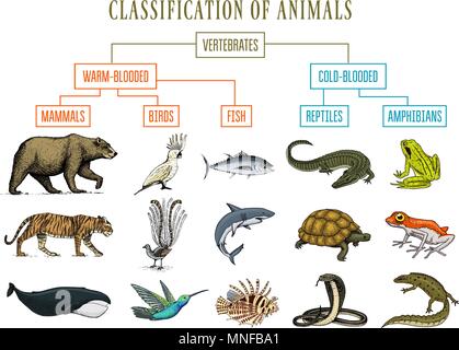 Klassifizierung der Tiere. Reptilien Amphibien Säugetiere Vögel. Krokodil Fisch Bär Tiger Wal Schlange Frosch. Bildung Diagramm der Biologie. Graviert Hand gezeichnet Alte vintage Skizze. Diagramm der wilden Kreaturen. Stock Vektor