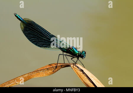 Männliche gebändert Demoiselle, Calopteryx splendens, ruht auf einem Grashalm in Finnland. Stockfoto