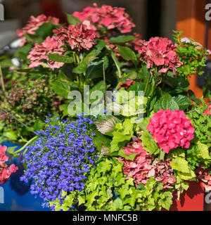 Bunte hell und leuchtend blühenden Sommer oder Frühling Blumen auf die beete der Stadt. Schöne saisonale Blumen quadratische Hintergrund Stockfoto