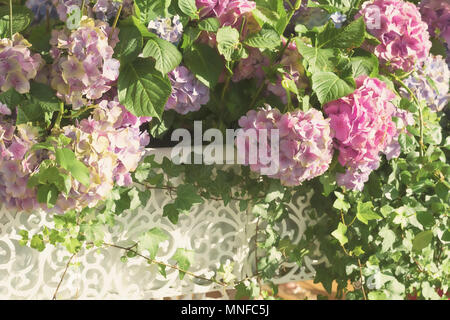 Reichlich üppig blühenden Pink Hydrangea in Weiß openwork Vasen. Romantisches Licht Sommer Hintergrund mit Bokeh Stockfoto