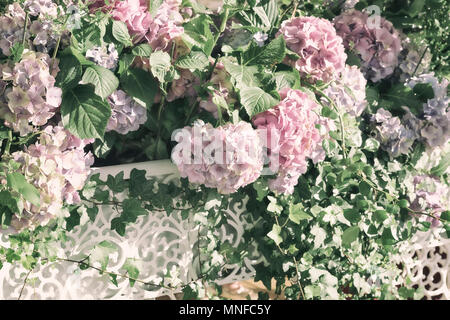 Pink Hydrangea close-up in Weiß openwork Vasen, selektiven Fokus. Natürliche Hydrangea macrophylla, hortensia. Schöne saisonale floral background zu unterschiedlichen Themen Stockfoto