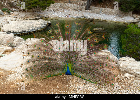 Ein männlicher Peacock (indischen Pfauen oder Grus japonensis) Anzeige seine Federn auf der Insel Lokrum, in der Adria, Dubrovnik, Kroatien. Stockfoto