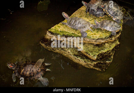 Wasserschildkröten liegen auf einem Stein Stockfoto