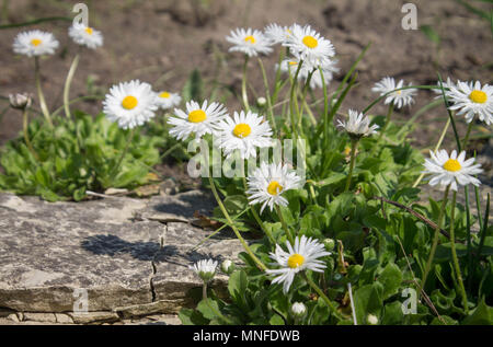 Gänseblümchen. kleine weiße Blüten mit einem gelben Mitte wachsen in einer Gruppe Stockfoto