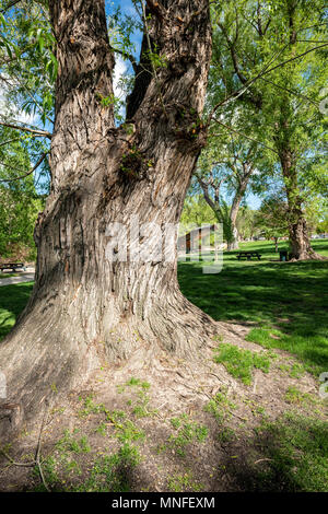 Grob strukturierte Rinde auf alten Pappel (Populus canescens); Riverside Park; Salida, Colorado, USA Stockfoto