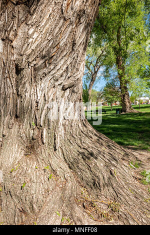 Grob strukturierte Rinde auf alten Pappel (Populus canescens); Riverside Park; Salida, Colorado, USA Stockfoto