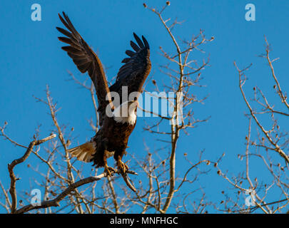 Der Weißkopfseeadler, sieht aus wie der alte König fertig, weg von seiner Stange zu fliegen. Stockfoto