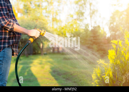 Schwangere Frau gießen Grüner Baum mit Schlauch. Gartenarbeit Konzept Stockfoto