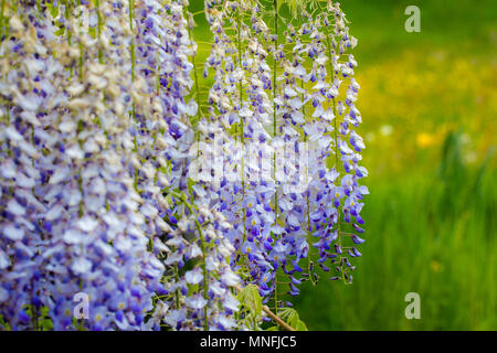 Glyzinie, Japanische Wisteria, Hängend weiß blau lila Blüten auf grünem Gras Hintergrund. Close up Full Frame horizontal Hintergrund Stockfoto