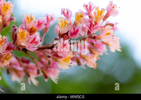 Rosa Rosskastanie, Aesculus × Dryas, oder rote Rosskastanie blühenden Blumen in extreme Makro schießt. Horizontale, full frame Erntegut Stockfoto