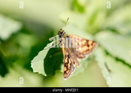 Skipper tagaktive Schmetterling aus der Familie der Nahaufnahme makro Portrait. Horizontale shot mit geringer Tiefenschärfe Stockfoto