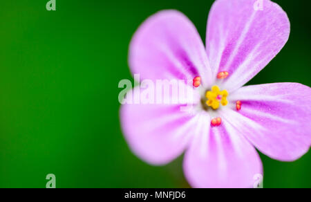 Herb-Robert, Geranium Robertianum, extreme Makro auf ultra violette Blume Kopf auf grünem Hintergrund. Full Frame opak Hintergründe mit Text Platz auf lef Stockfoto