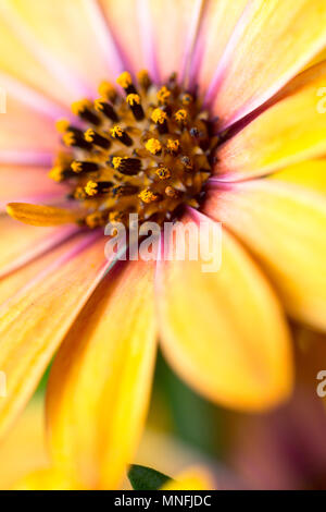 African Daisy, Osteospermum, extreme Makro Blume Kopf in leuchtenden Orange Gelb lila Farbe. Vertikale full frame deckenden Hintergrund mit selektiven Schwerpunkte Stockfoto