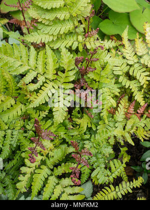 Die hellen roten neue Wedel auf den Farn Dtyopteris erythrosora "Brilliance" heraus gegen das Licht grün älteren Laub stehend Stockfoto