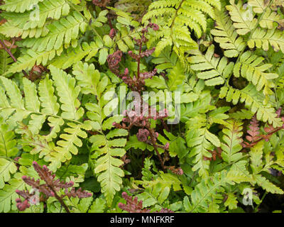 Die hellen roten neue Wedel auf den Farn Dtyopteris erythrosora "Brilliance" heraus gegen das Licht grün älteren Laub stehend Stockfoto