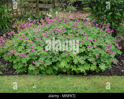 Eine gut gewachsene Pflanze von Geranium macrorrhizum Czakor in voller Blüte Stockfoto