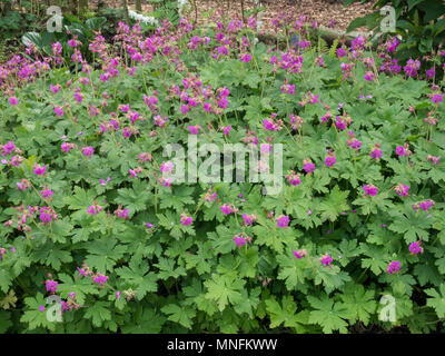 Eine gut gewachsene Pflanze von Geranium macrorrhizum Czakor in voller Blüte Stockfoto