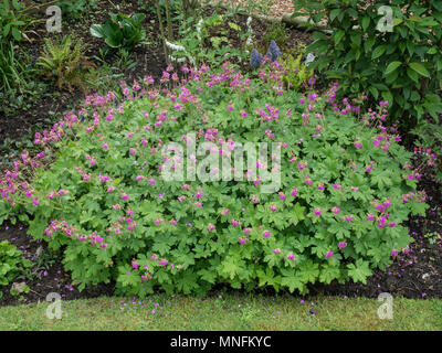 Eine gut gewachsene Pflanze von Geranium macrorrhizum Czakor in voller Blüte Stockfoto