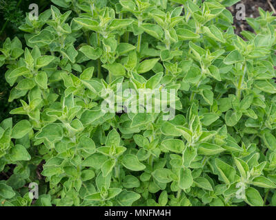 Nahaufnahme der frischen grünen Laub Griechischer Oregano Stockfoto