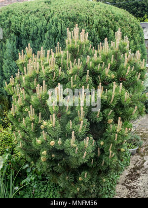 Ein reifes Werk von Pinus mugo zeigt das Licht grün neue Feder Wachstum spikes Stockfoto