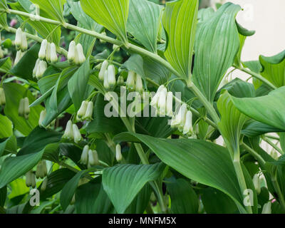 Die bogenförmige grünes Laub und hängenden weißen Blüten von Solomons Dichtung (Bell × hybridum) Stockfoto