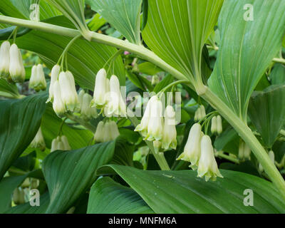 Die bogenförmige grünes Laub und hängenden weißen Blüten von Solomons Dichtung (Bell × hybridum) Stockfoto