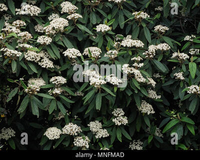 Die weißen Blüten und der tief Gerippte dunkelgrünes Laub Stockfoto