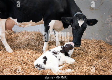 Mutter Kuh und neugeborene schwarze und weiße Kalb im Stroh in der Scheune von niederländischen Farm Stockfoto